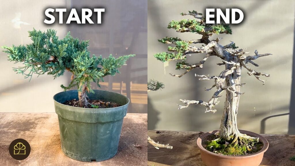 Bonsai from Cuttings: 5 Steps to Grow a Show-Ready Tree