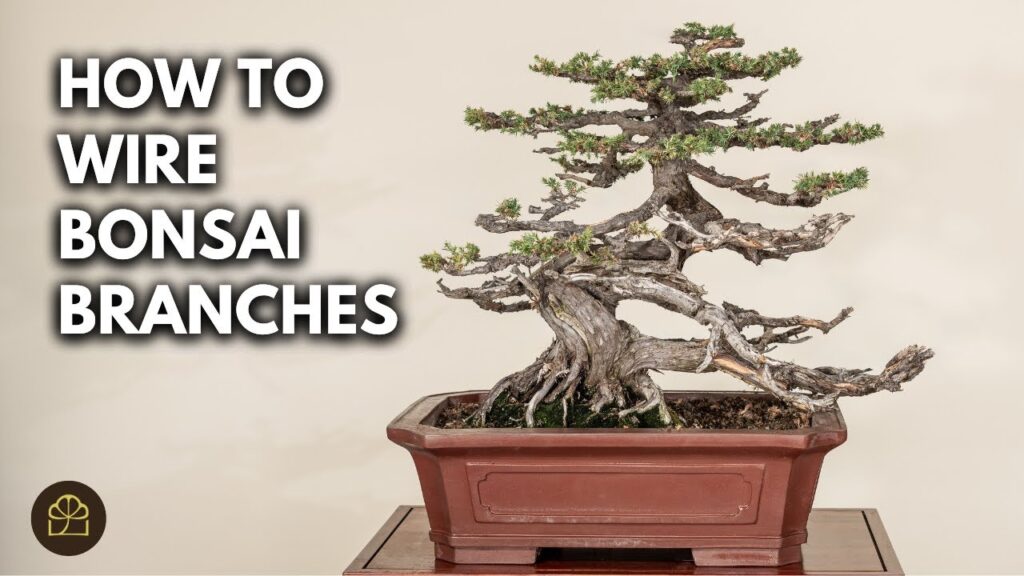 How to Wire a Bonsai Tree for Beginners (Step-by-Step)