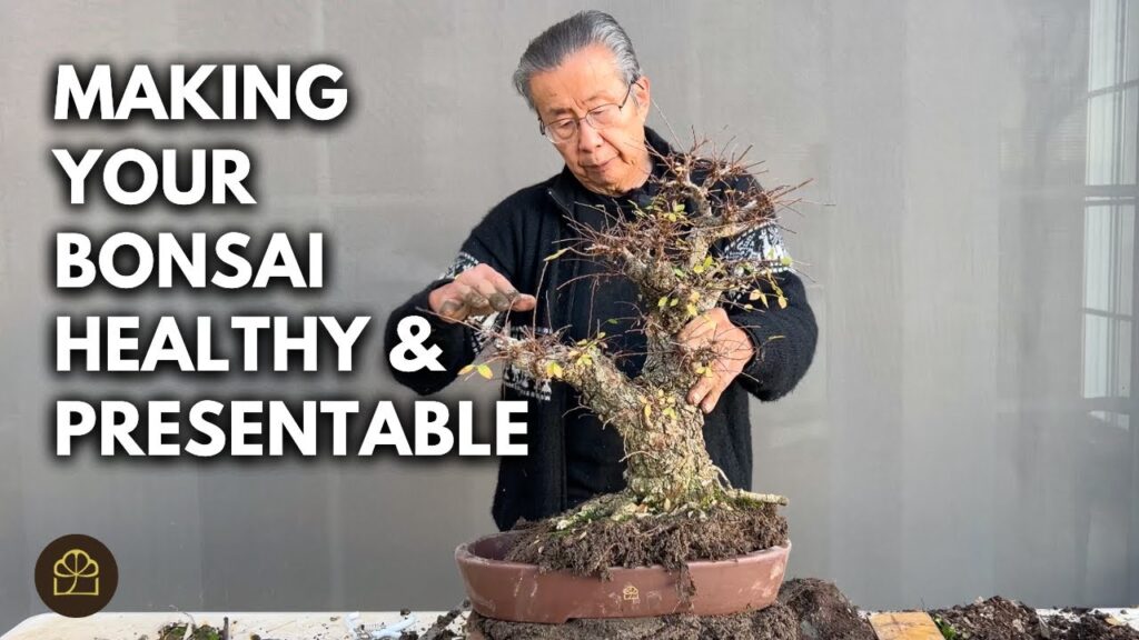 How to Repot a Bonsai Tree (Beginner Step-by-Step)