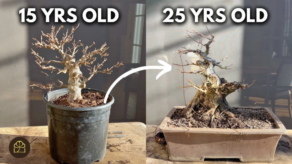 How to Speed Up Bonsai Ramification & Growth (Branching Faster)