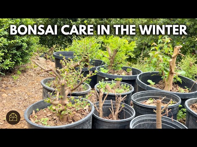 Winter Bonsai Care: What Work to Do and When