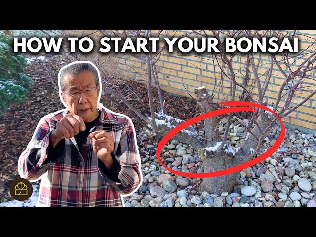 Japanese Maple Bonsai: Turn Garden Stock into a Respectable Tree
