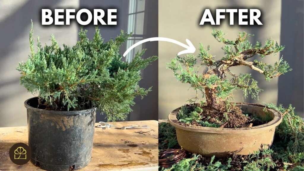 Garden Juniper Bonsai: 5 Easy Steps to Grow & Style