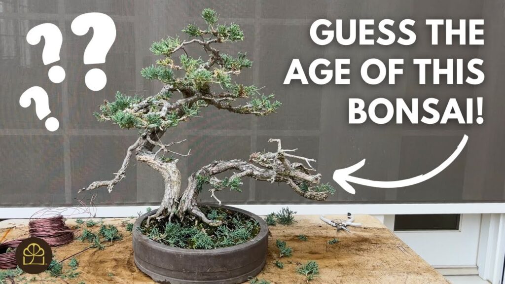 How to Refine and Improve Bonsai Trees (Advanced Styling)