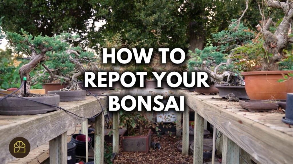 Repotting Bonsai for Beginners: 5 Steps to Repot Any Bonsai