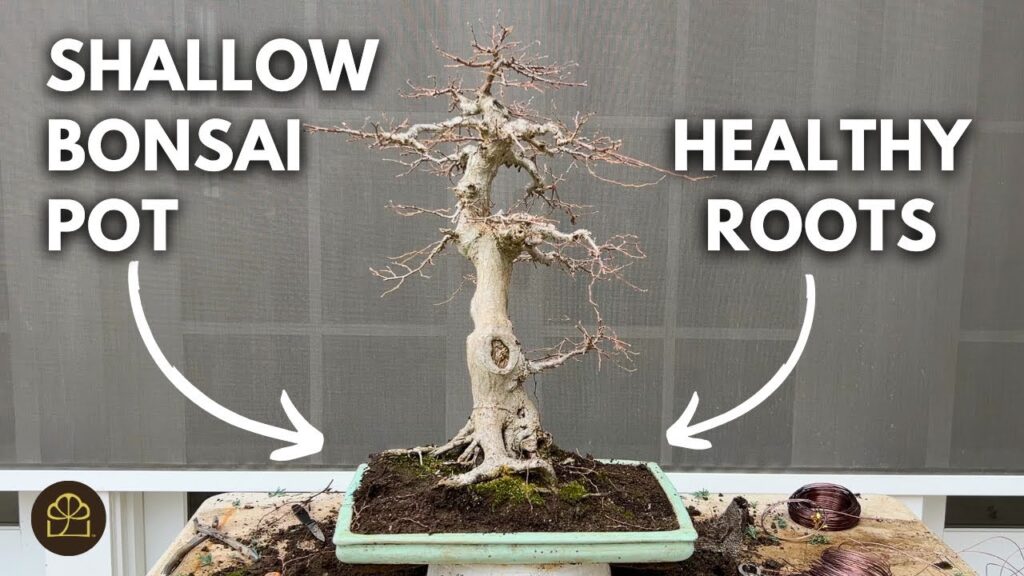 Repot a Bonsai into a Shallow Pot (Step-by-Step)