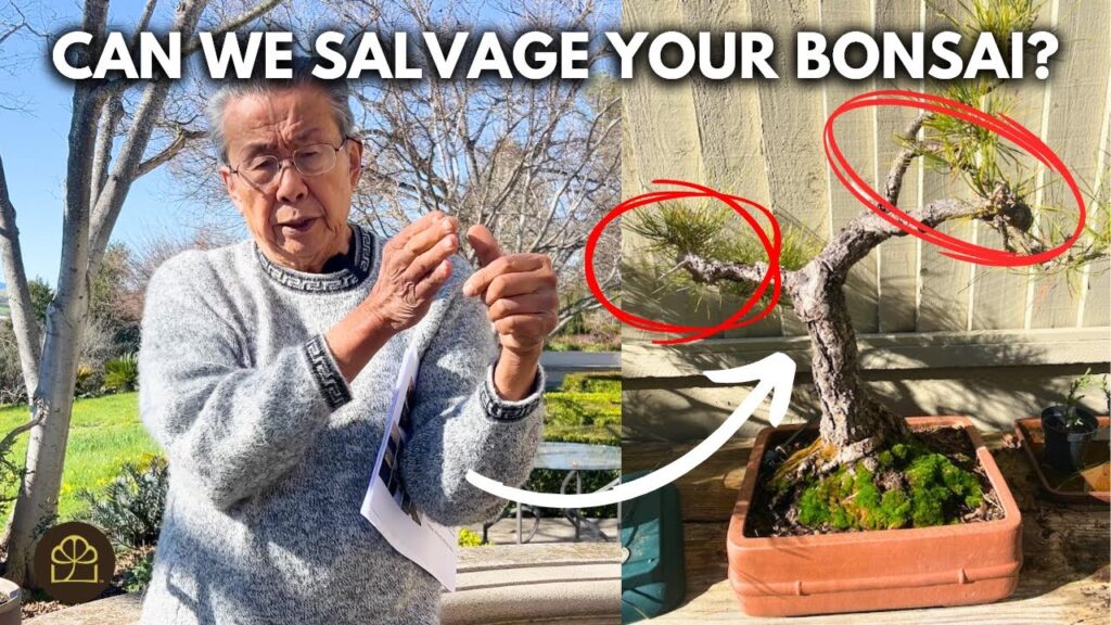 How to Improve Your Bonsai: Pro Tips to Level Up Fast