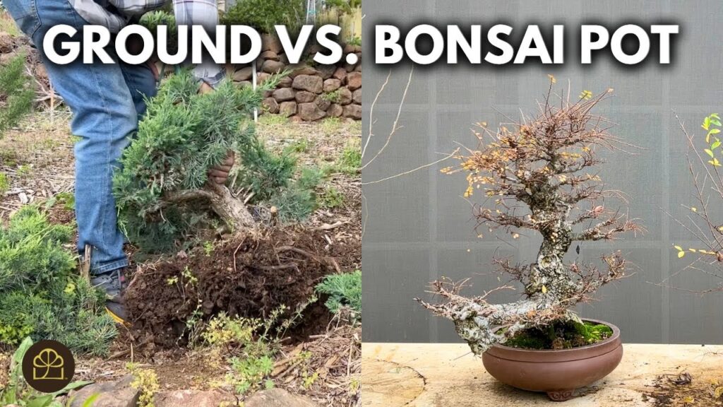 Speed Up Bonsai Growth: Q&A on Faster Development