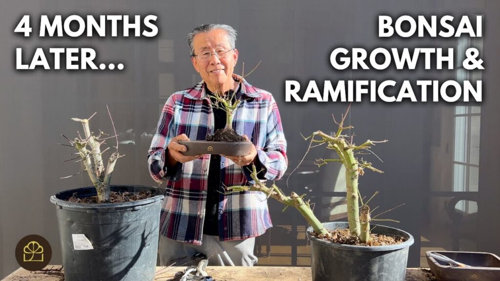 Turning Nursery Maples into Bonsai: Growth Update & Next Steps (Part 5)