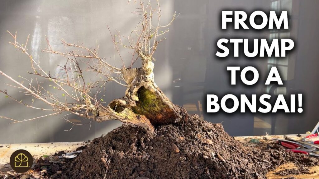 Air-Layered Stump Bonsai: Complete Transformation