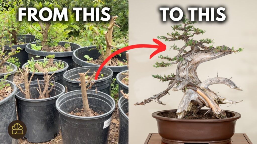 How to Thicken a Bonsai Trunk Fast (Pro Methods That Work)
