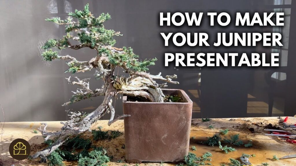 Juniper Bonsai Pad Refinement: Fine-Tuning for a Clean Look