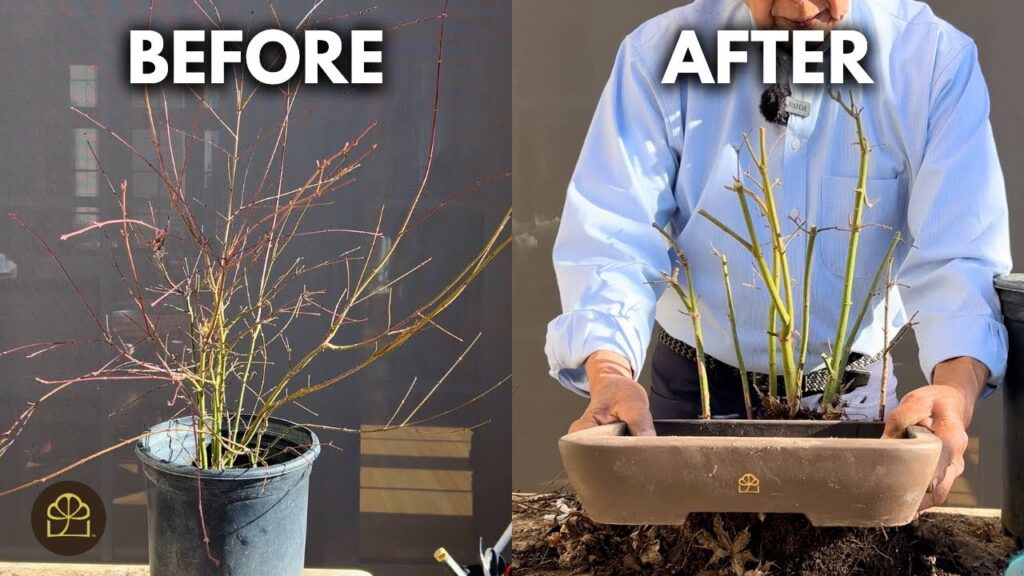 Japanese Maple Bonsai Grove: Beginner Styling Tutorial