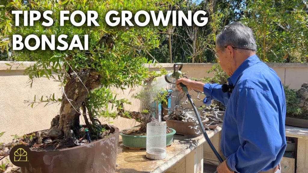 Bonsai Care Q&A: Trimming, Root Removal, Soil Mix