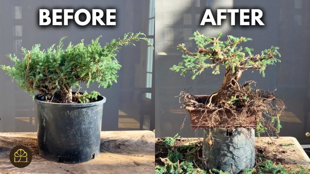 Garden Juniper to Bonsai: Step-by-Step Beginner Transformation