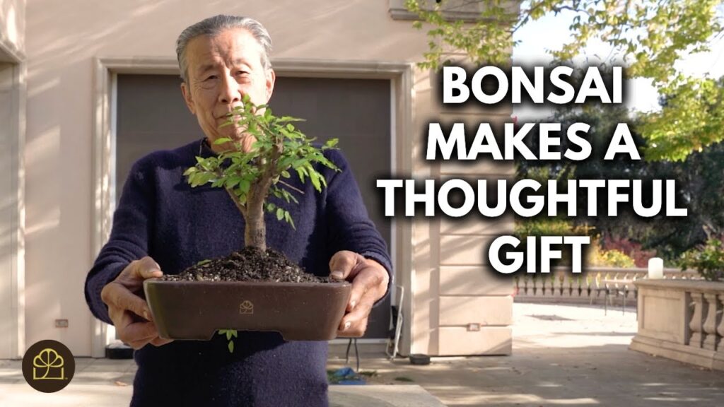 Bonsai Gift Guide: Best Bonsai Gifts for Plant Lovers