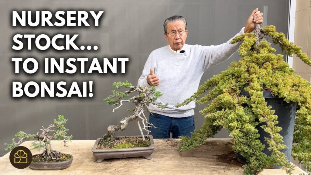 Nursery Juniper to Bonsai: Full Transformation Process