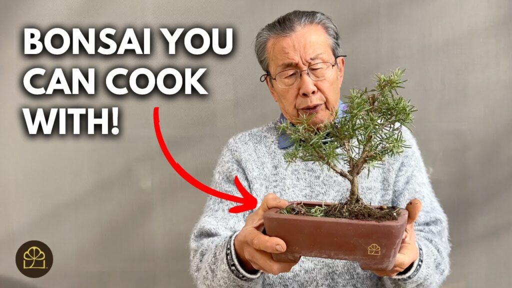 Rosemary Bonsai: Design a Culinary Bonsai Tree