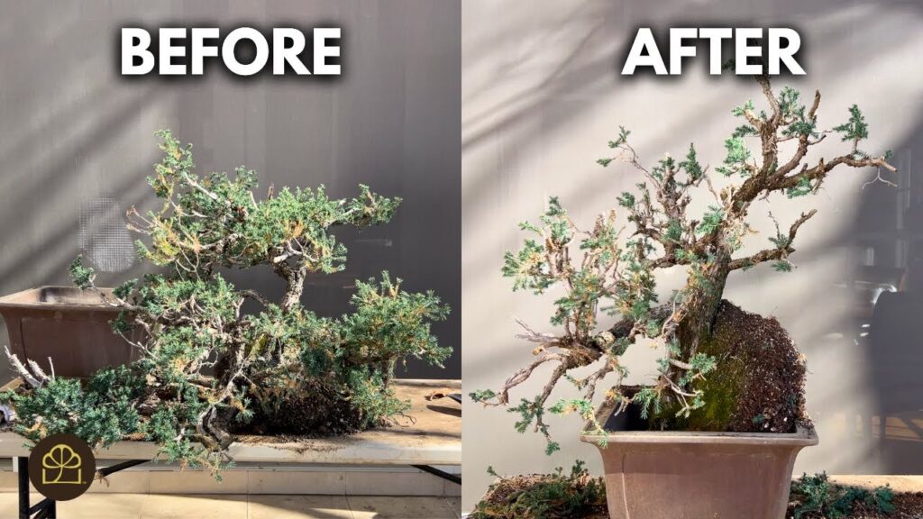 Juniper Bonsai Challenge: Turn a Cascade into a Vertical Bonsai