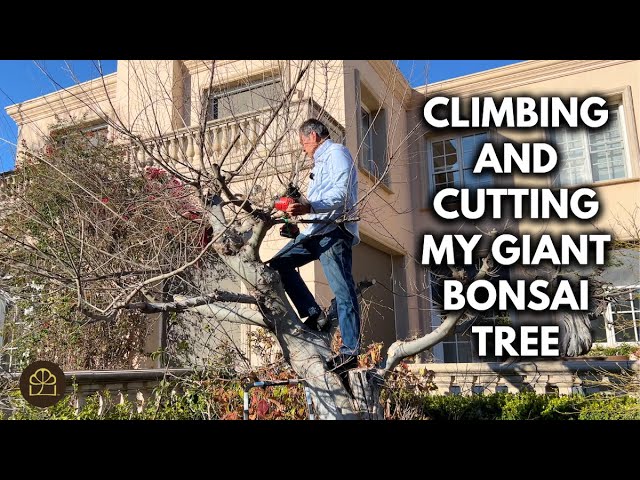 Giant Bonsai Project: Turn a Garden Tree into a Massive Bonsai