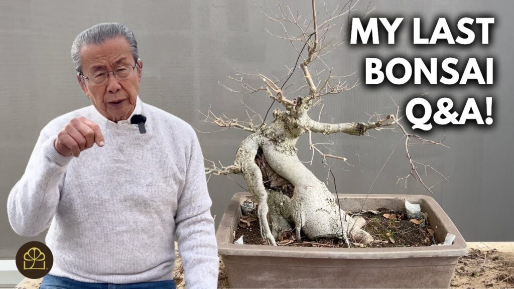 Bonsai Care Q&A: Watering, Fertilizer, Root Work, Suppliers