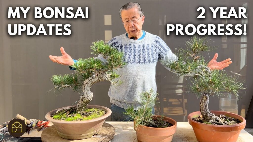 Japanese Black Pine Bonsai: 2-Year Sapling to Mature Transformation