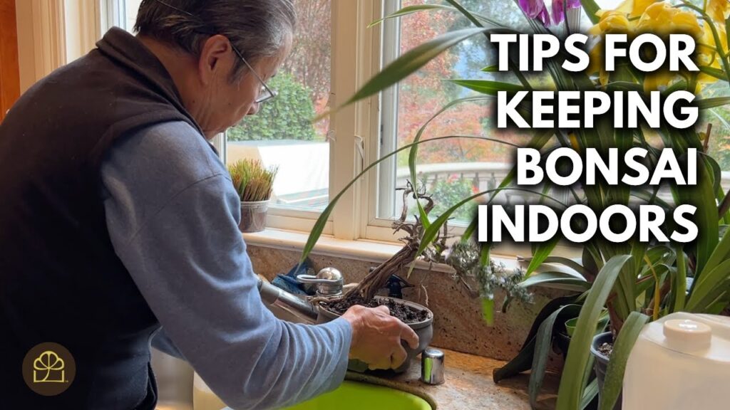 Indoor Bonsai Care: Keep Bonsai Thriving Indoors