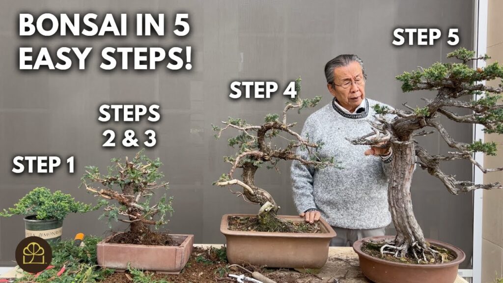 Juniper Bonsai: 5 Simple Steps to Create and Style