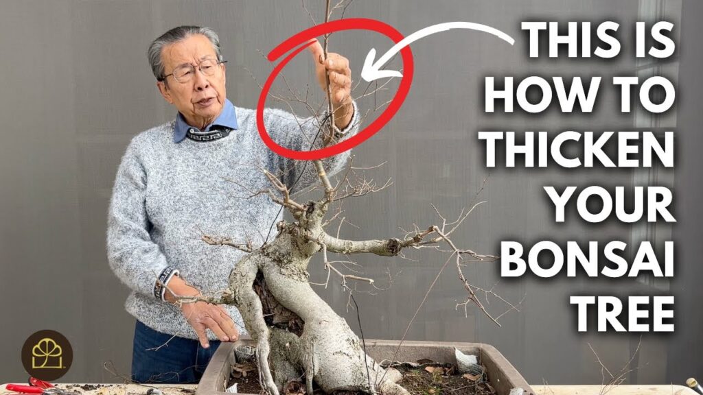 Sacrificial Branch Technique: Thicken Your Bonsai Trunk