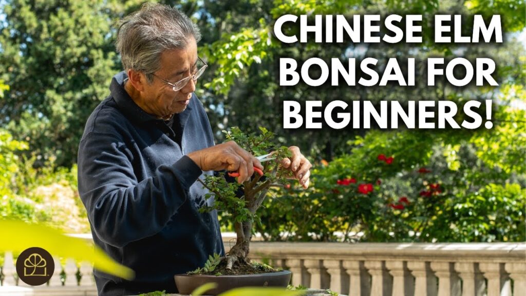 Why Chinese Elm Is the Best Bonsai for Beginners