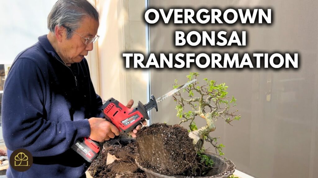 Overgrown Bonsai Fix: How to Whip a Bonsai Back into Shape