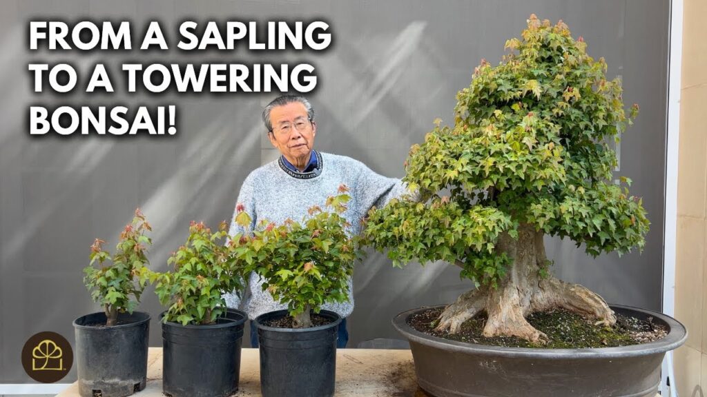 Trident Maple Bonsai: How to Work on Trees at Any Age