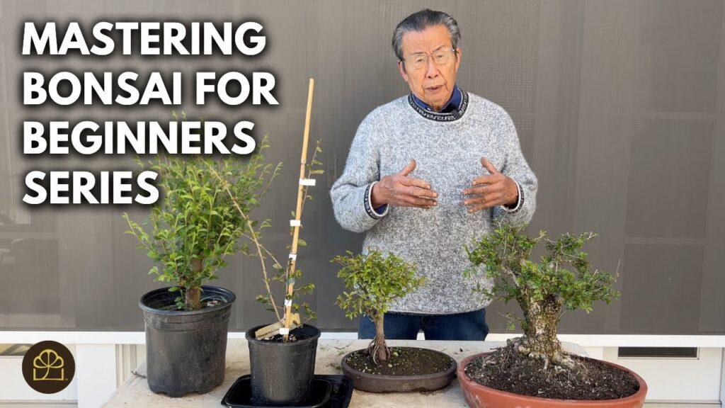 Beginner Bonsai: Make Your First Bonsai for Almost Nothing