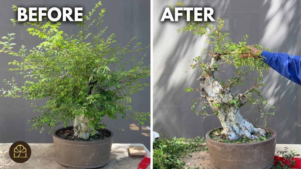 Chinese Elm Bonsai Transformation: Old Stump to Bonsai