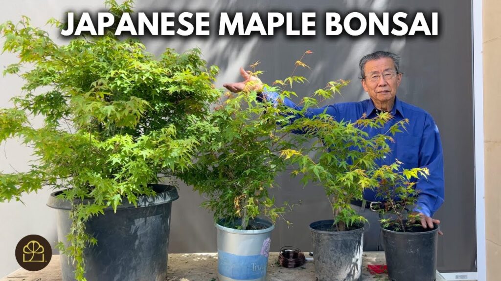 Japanese Maple Bonsai: Grow Saplings into Respectable Trees