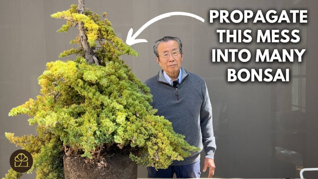 Air Layering Tutorial: Turn One Nursery Tree into Two Bonsai