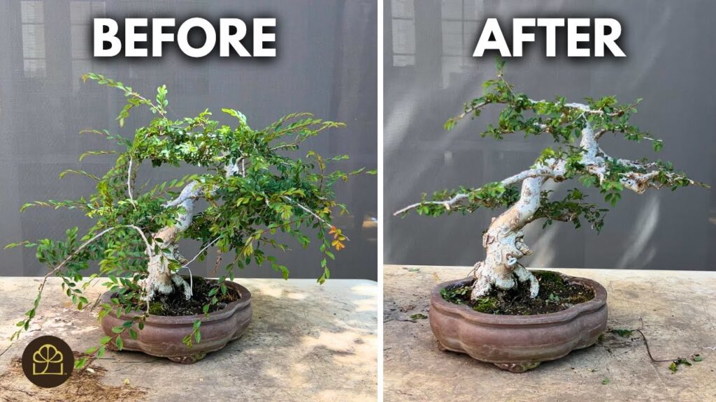 Make Your Chinese Elm Bonsai Look Older (Aging Techniques)