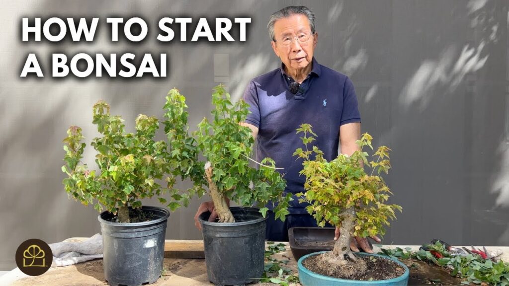Trident Maple Bonsai: Make Your First Bonsai from a Sapling