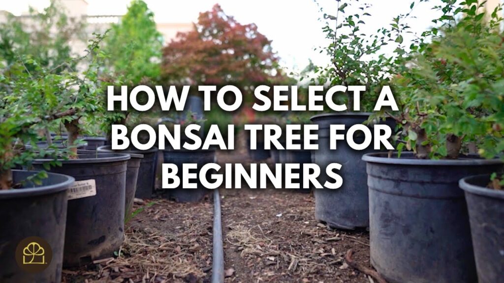 How to Choose Your First Bonsai Tree (Size, Style, Purpose)