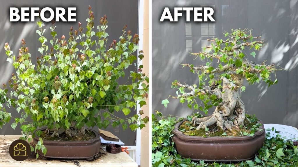 Trident Maple Bonsai: Refine an Old Tree for a Bonsai Show