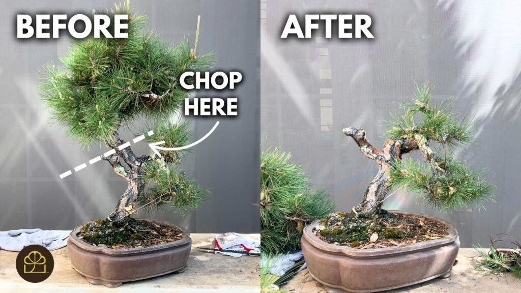 Pine Bonsai Transformation: Bonsai Shock Drastic Styling