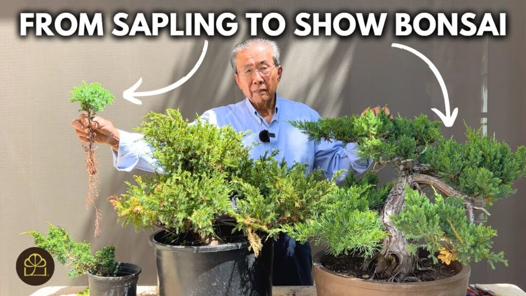 Juniper Bonsai: From Sapling to Show-Ready (Full Guide)