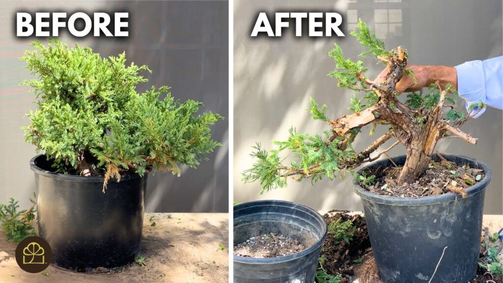 Juniper Hedge to Bonsai in 2 Years: Full Transformation