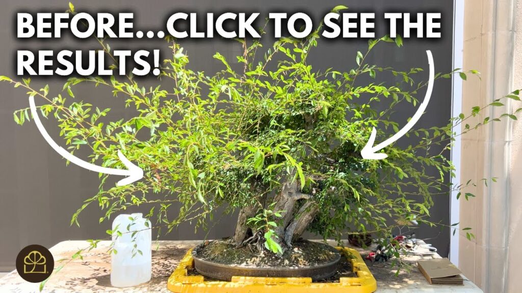 Overgrown Bonsai Transformation: Turn a Mess into Show-Ready