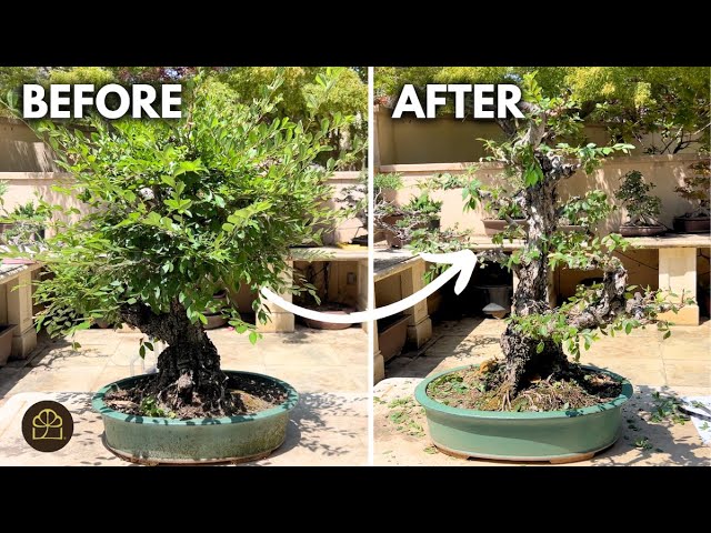 Chinese Elm Spring Pruning: From Overgrown to Stunning