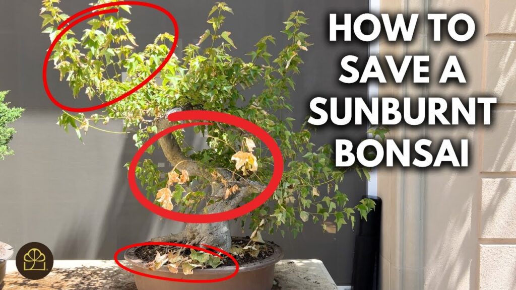 Trident Maple Bonsai Rescue: Revive Heat-Scorched Bonsai