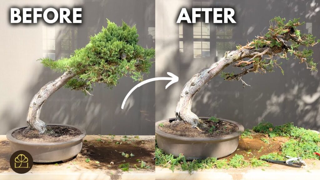Juniper Deadwood Technique: Create Drastic Jin Step-by-Step