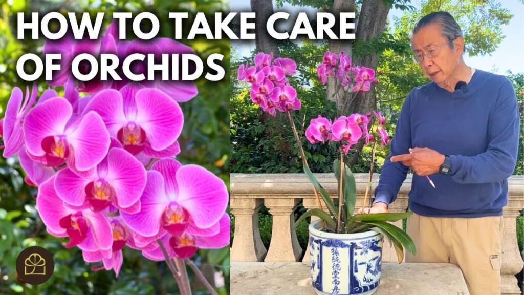 Orchid Care Using Bonsai Techniques: Watering, Roots, and Growth