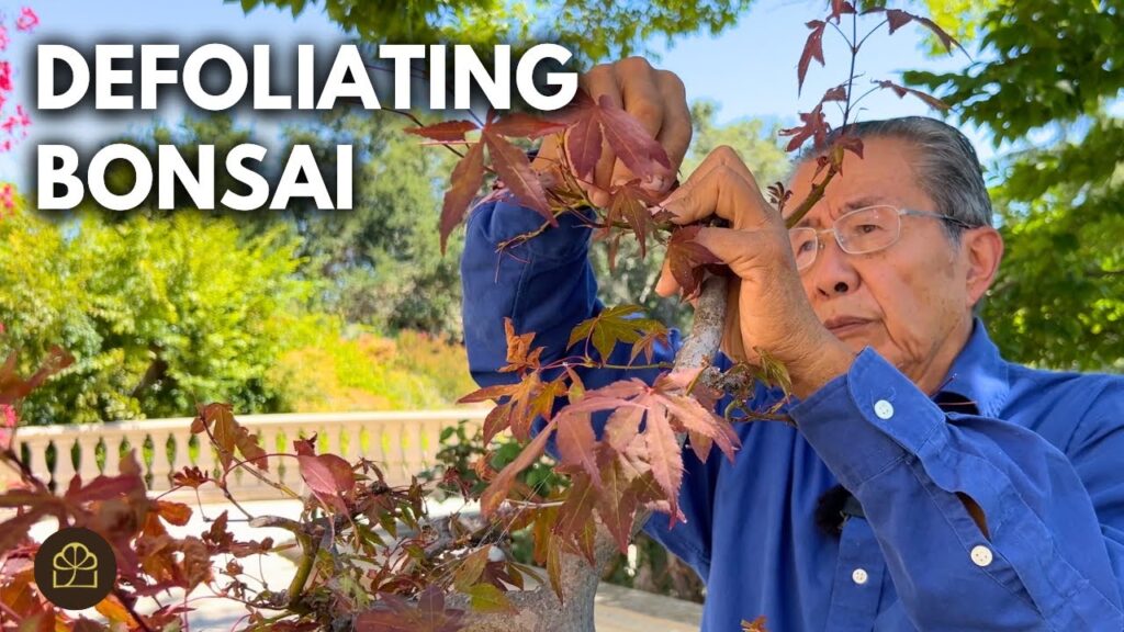Red Maple Bonsai Defoliation: Increase Ramification Fast