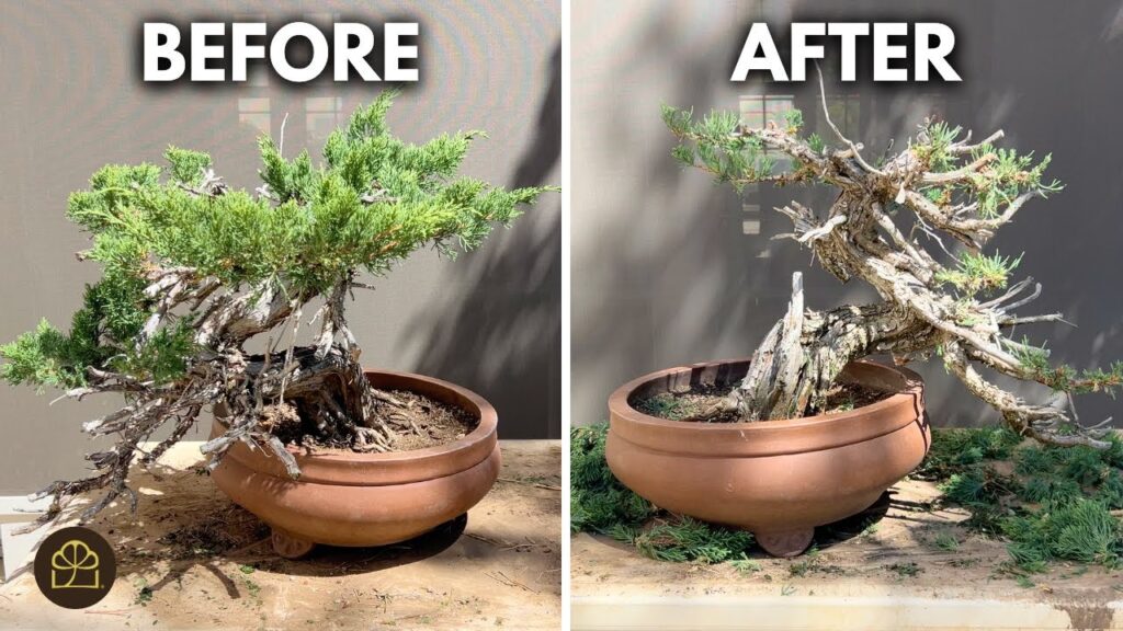 Prostrata Juniper Bonsai Workshop: Step-by-Step Transformation